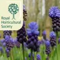 Chelsea Flower Show artist image