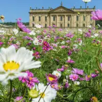 RHS Flower Show artist image